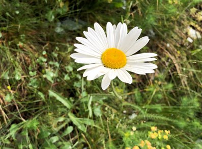 Settore principale