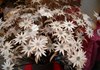 Wooden flowers