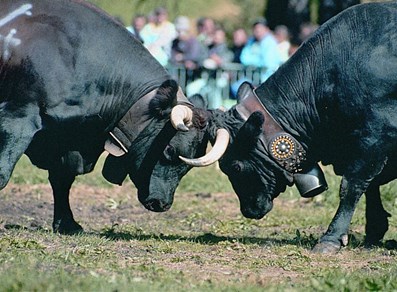 Batailles de Reines