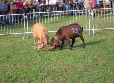 Bataille des Chèvres a Perloz
