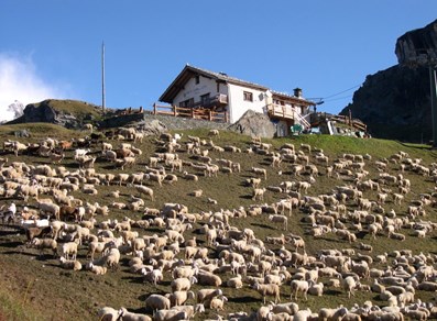 Il ristorante e un gregge di pecore