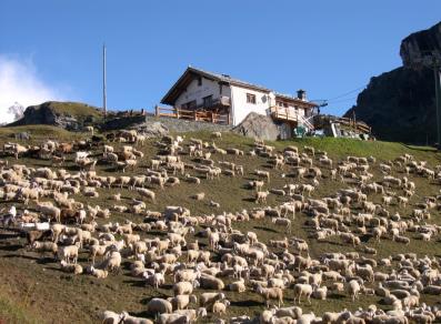 Il ristorante e un gregge di pecore