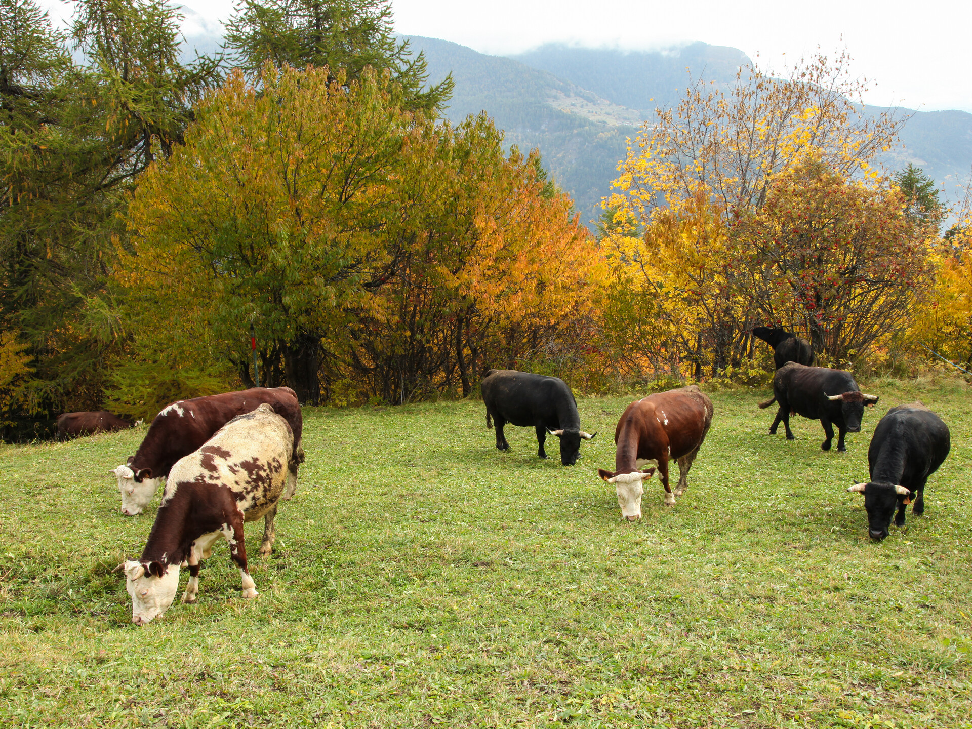 Cows 