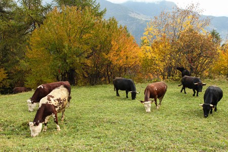 Cows 
