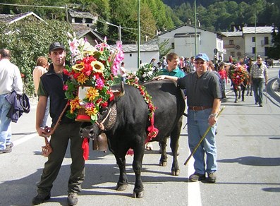 Défilé des vaches