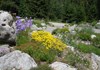 Giardino botanico Castel Savoia -Gressoney-St-Jean