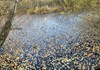 Riserva naturale Stagno di Holey - Pont-Saint-Martin