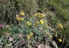 Fiori alpini