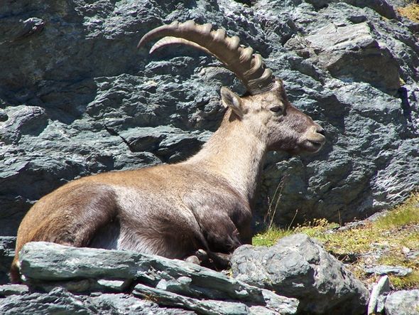 Stambecco nel Parco N.  del Gran Paradiso