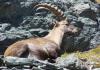 Resting alpine ibex