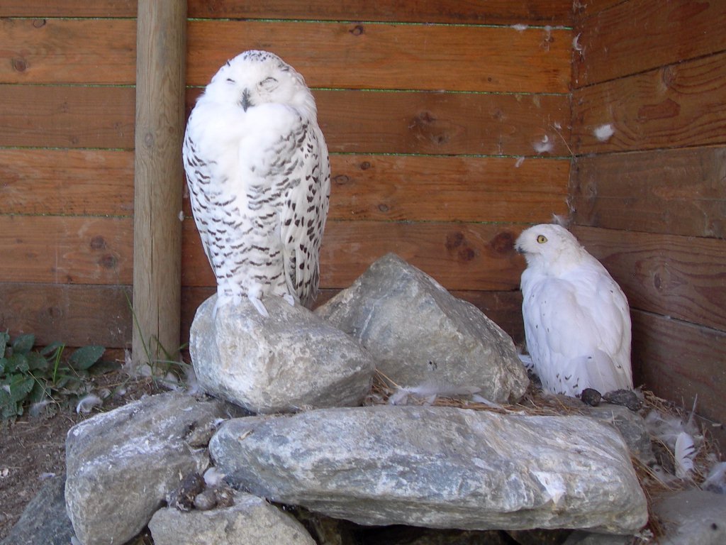 Rapaci del Parc Animalier - Introd