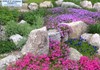 Floraison