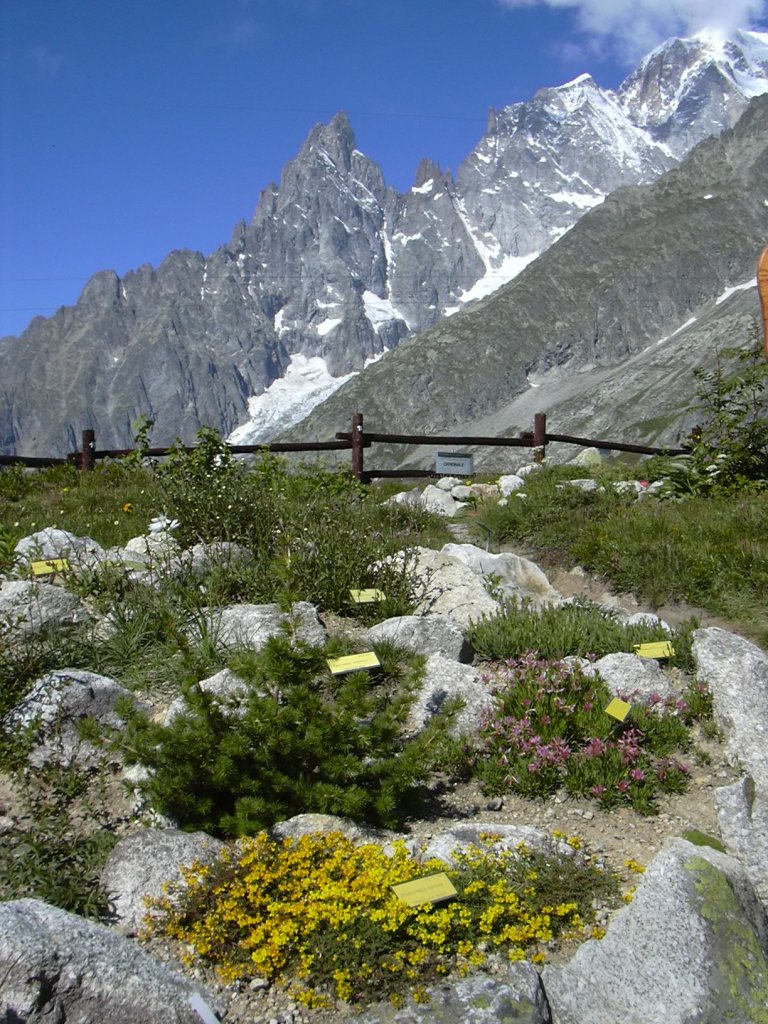 Rock gardens