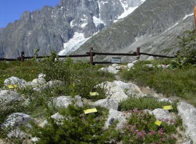 Giardino botanico alpino Saussurea - Courmayeur