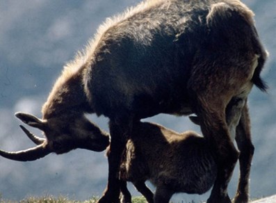 Stambecco con piccolo nel Parco N. Gran Paradiso