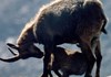 Stambecco con piccolo nel Parco N. Gran Paradiso