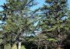 Arboretum "Abbé P.L.Vescoz" - Verrayes