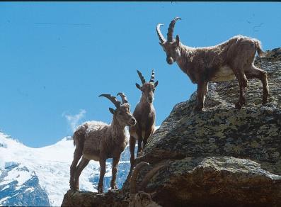 Alpine ibex, the Park's symbol animals