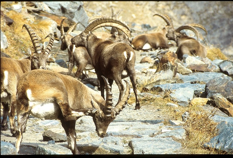 gruppo stambecchi
