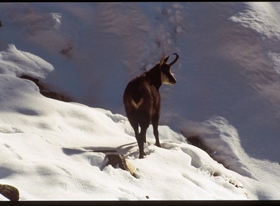 stambecco sulla neve
