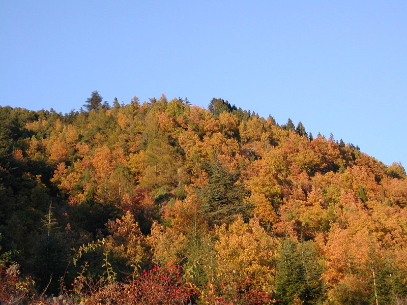Les couleurs de l'automne
