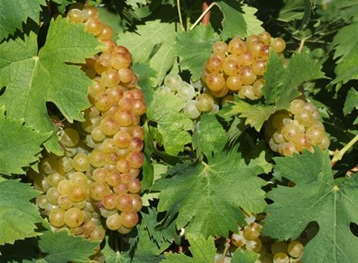 grapes