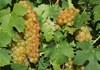 grapes