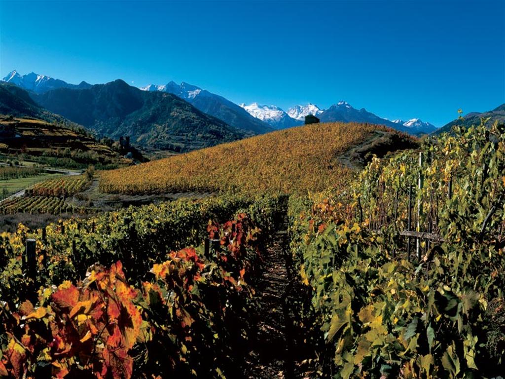 Aymavilles - Weinberge