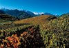 Aymavilles - Weinberge