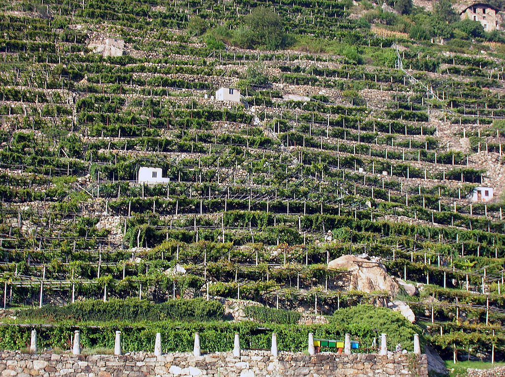 Donnas - Weinberge