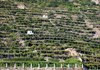 Donnas - Weinberge