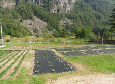 The vegetable garden