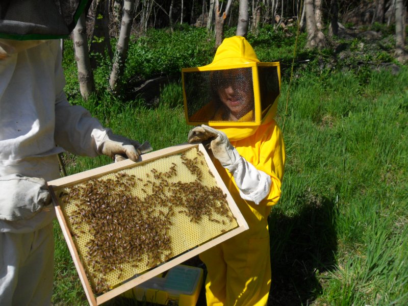 Trabajando con las abejas