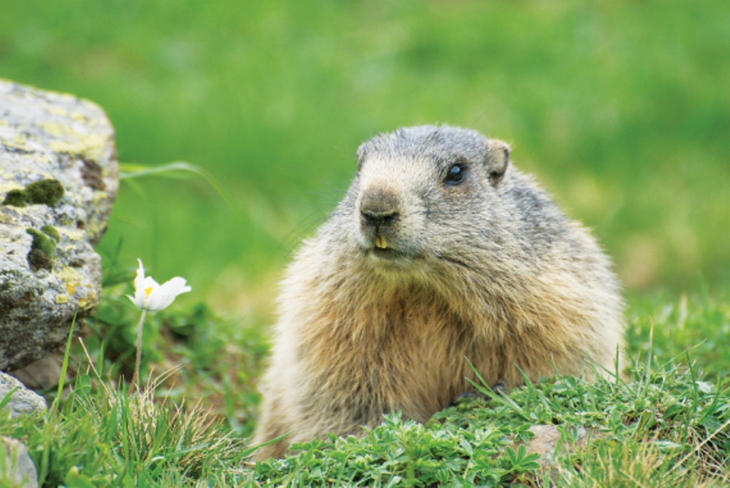Marmotta