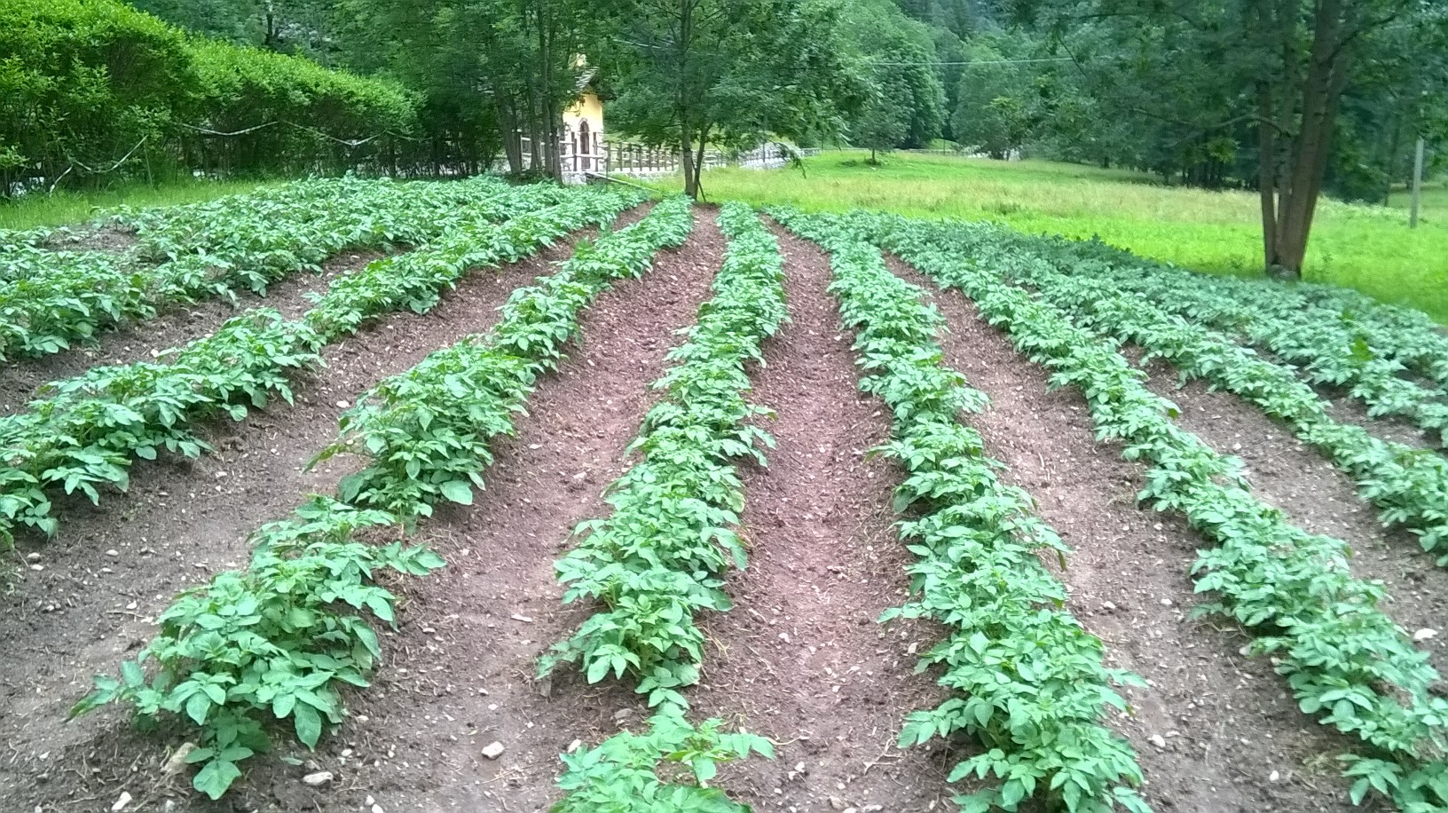 El campo de patatas