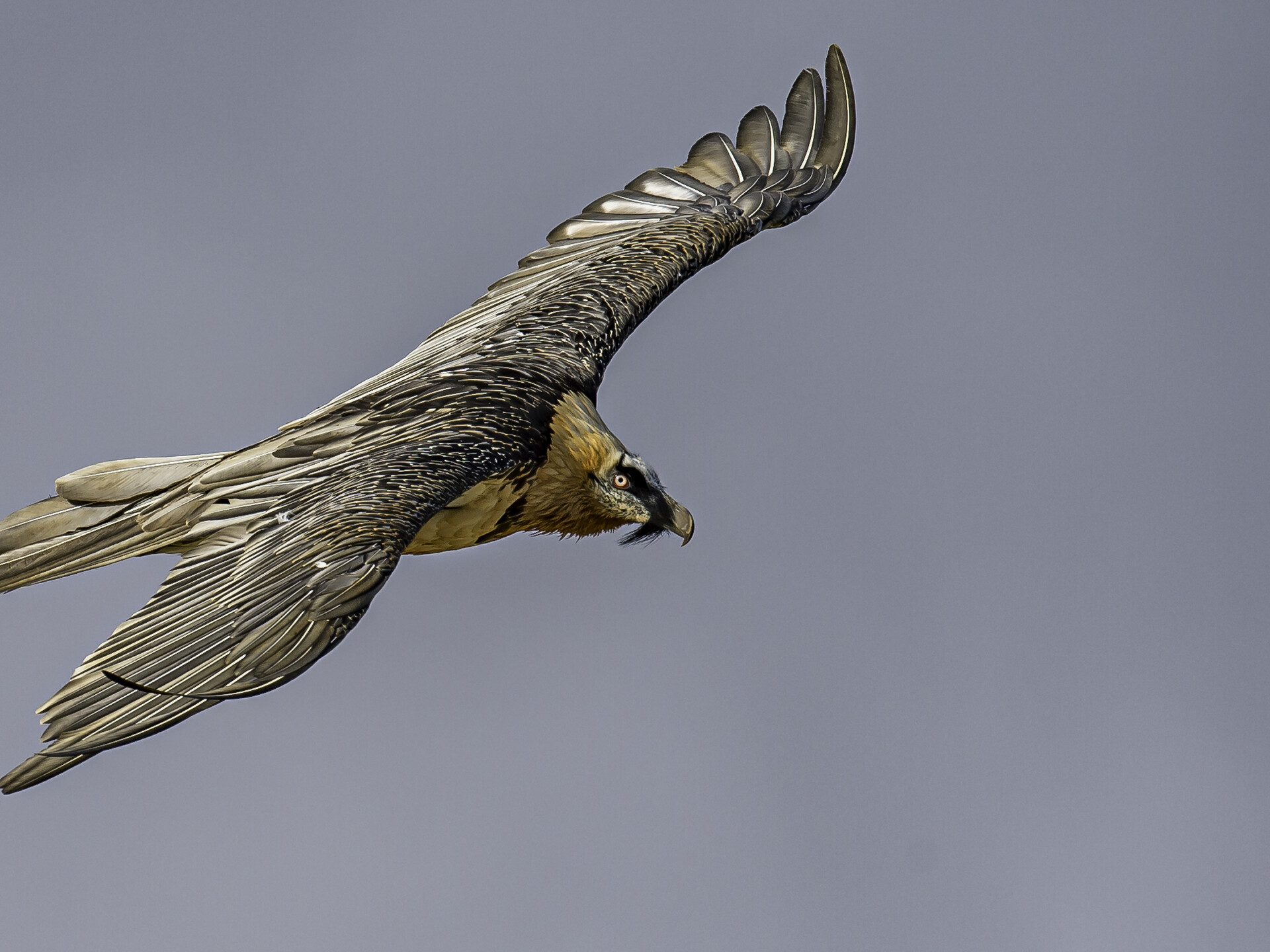 Gipeto in volo