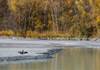 Cormorán al borde del lago