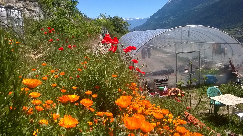 Le champ de fleurs et la serre de La Sauvagette