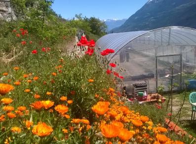 Das Blumenfeld und das Gewächshaus von La Sauvagette
