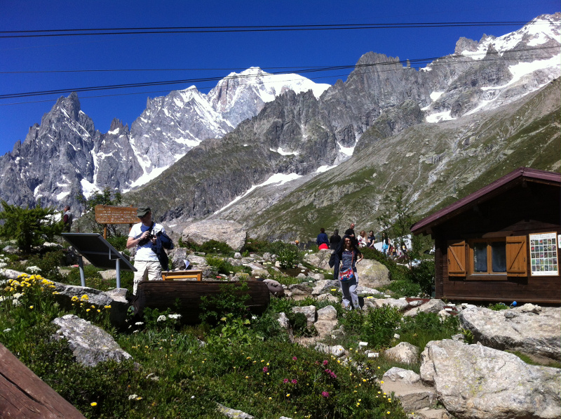 Saussurea Alpine Botanical Garden