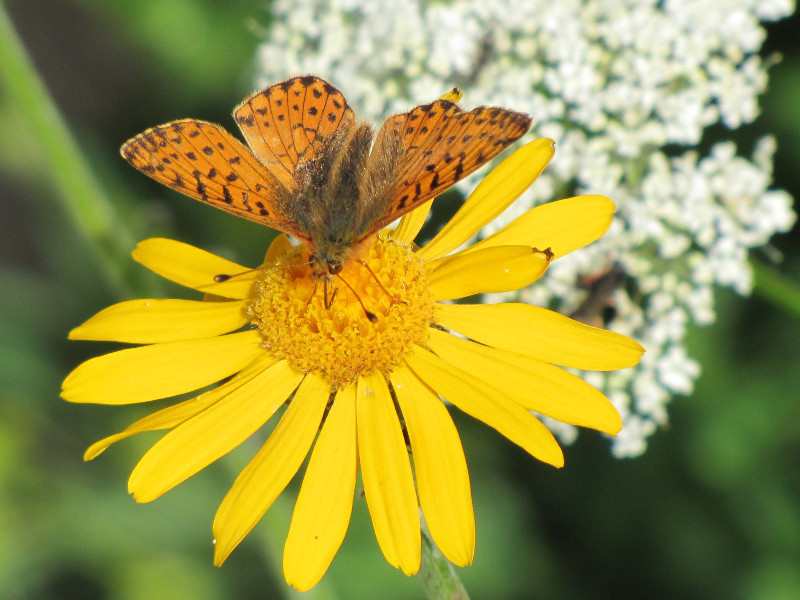 Arnica montana