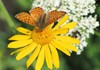 Arnica montana