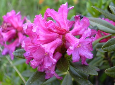 Rhododendron ferrugineum