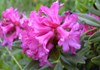 Rhododendron ferrugineum