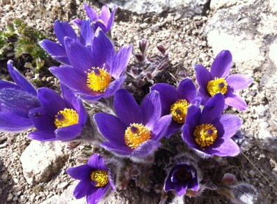 Floraison