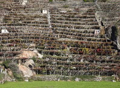 Weinberge