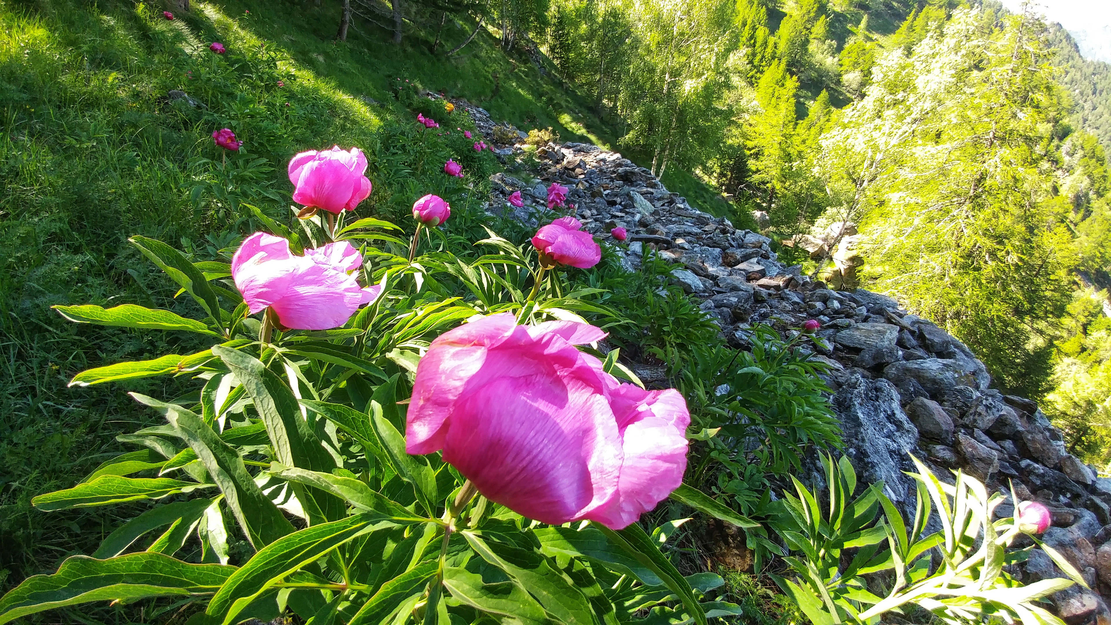Paeonia officinalis