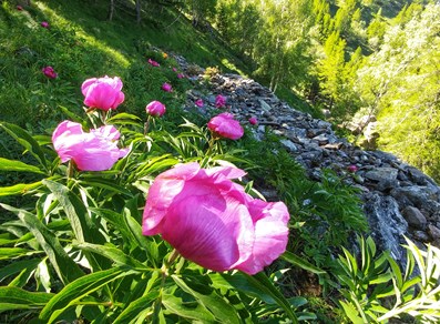 Paeonia officinalis