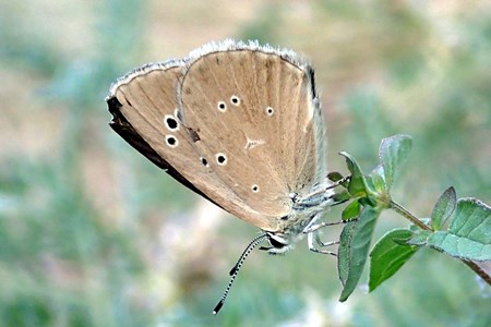 Polyommatus humedasae