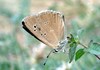 Polyommatus humedasae